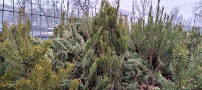 Искусственная, живая или в горшке: журналисты разведали цены на елки и сосны на рынках в Киеве (фото, видео)