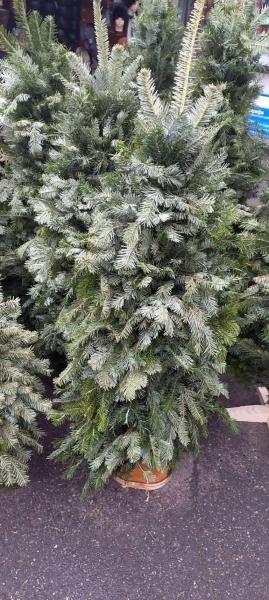 Искусственная, живая или в горшке: журналисты разведали цены на елки и сосны на рынках в Киеве (фото, видео)