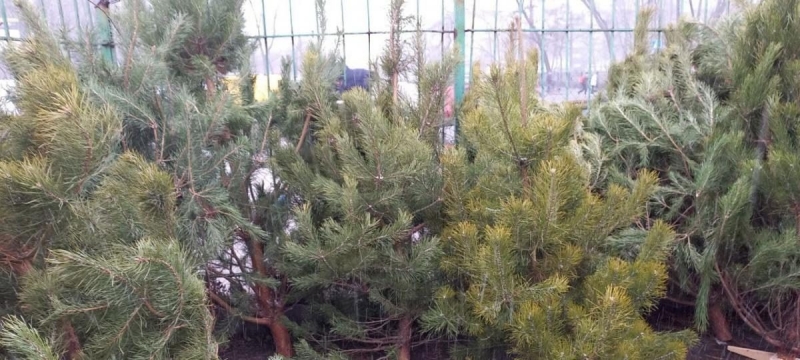 Искусственная, живая или в горшке: журналисты разведали цены на елки и сосны на рынках в Киеве (фото, видео)