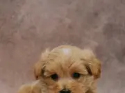 Щенок мальтипу из питомника в Москве: особенности породы и советы по выбору