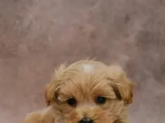 Щенок мальтипу из питомника в Москве: особенности породы и советы по выбору